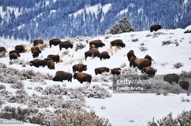 herd of american bison in the yellowstone national park, usa - yellowstone national park stock pictures, royalty-free photos & images