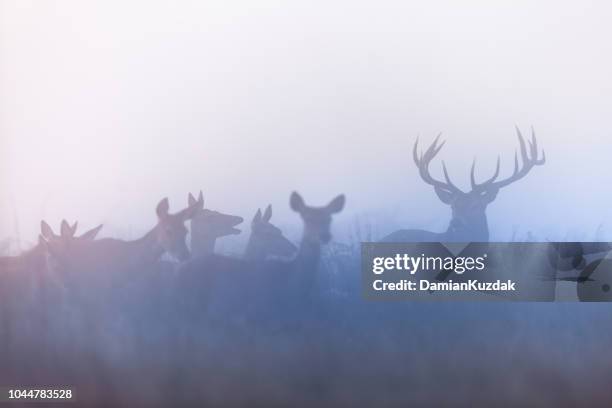 red deer (cervus elaphus) - bokken dierlijk gedrag stockfoto's en -beelden