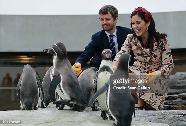 Danish Crown Prince Frederik and Crown Princess Mary, who is pregnant with twins, feed Humboldt penquins at the Ozeaneum maritime museum and aquarium...