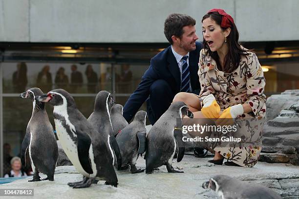 Danish Crown Prince Frederik and Crown Princess Mary, who is pregnant with twins, feed Humboldt penquins at the Ozeaneum maritime museum and aquarium...