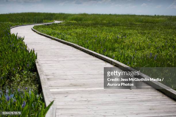 wooden boardwalk through green marshland, lake charles, louisiana, usa - lake charles stock pictures, royalty-free photos & images