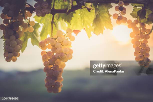 witte druiven opknoping van de wijnstokken - wineyard stockfoto's en -beelden