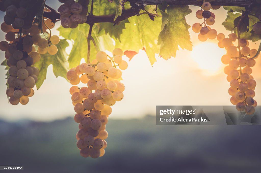 White grapes hanging from vine
