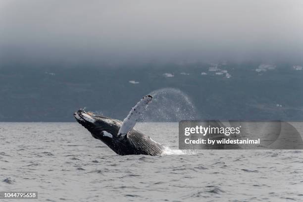 humpback whale breach with pico island in the background. - whale watching stock pictures, royalty-free photos & images