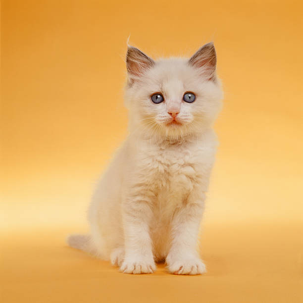 Kitten sitting on yellow background