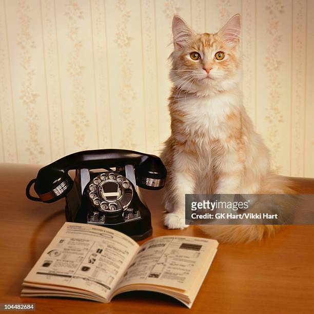 cat sitting next to antique telephone - antique phone stock-fotos und bilder