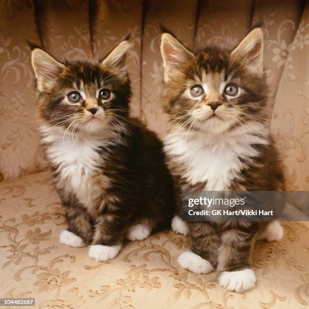two kittens sitting in chair - maine coon katze stock-fotos und bilder