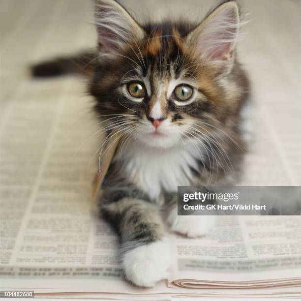 kitten laying on newspaper - maine coon cat stock pictures, royalty-free photos & images