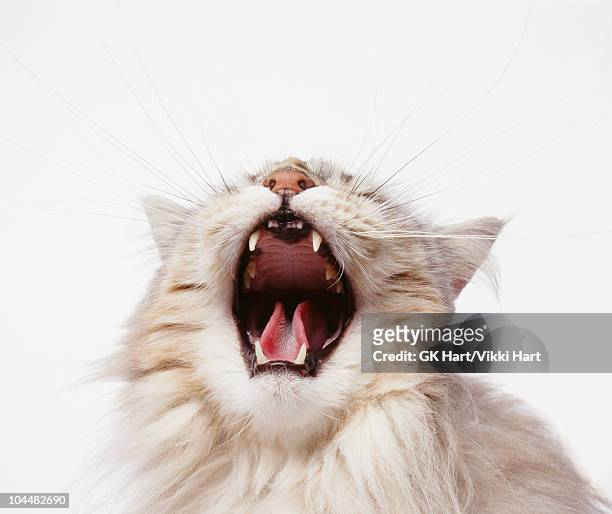 cat with mouth open - animal teeth fotografías e imágenes de stock
