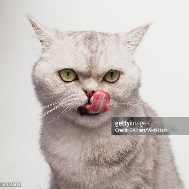 white cat licking - langue photos et images de collection