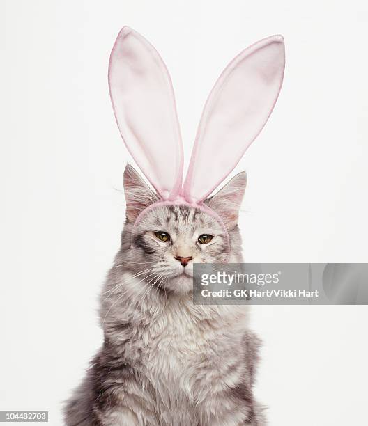 cat wearing easter bunny ears - funny easter stock pictures, royalty-free photos & images