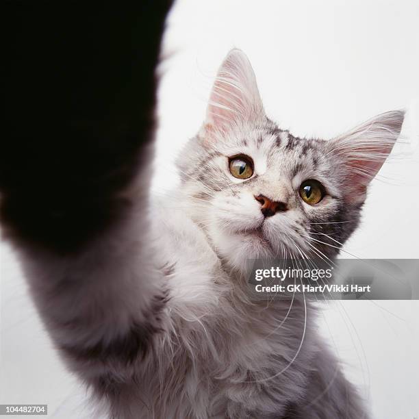 cat doing high five - purebred cat stock pictures, royalty-free photos & images