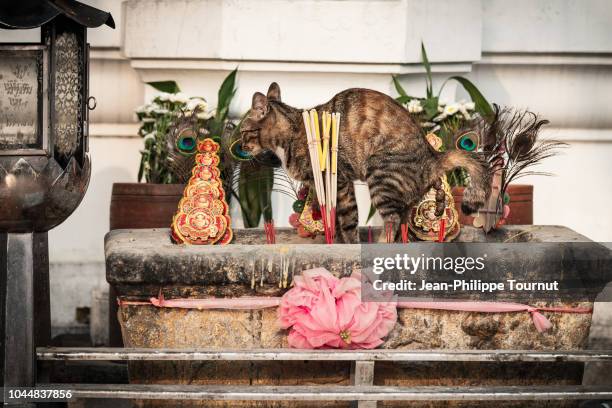 bad mannered clownish cat defecating in a buddhist temple, bangkok, thailand - defection stock pictures, royalty-free photos & images