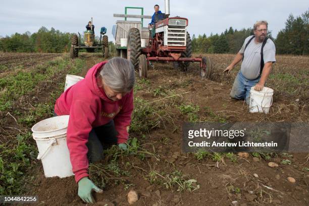 Family run organic farm brings in the potato harvest on September 20, 2018 in rural Aroostook County in northern Maine. Organic farmers use soil...