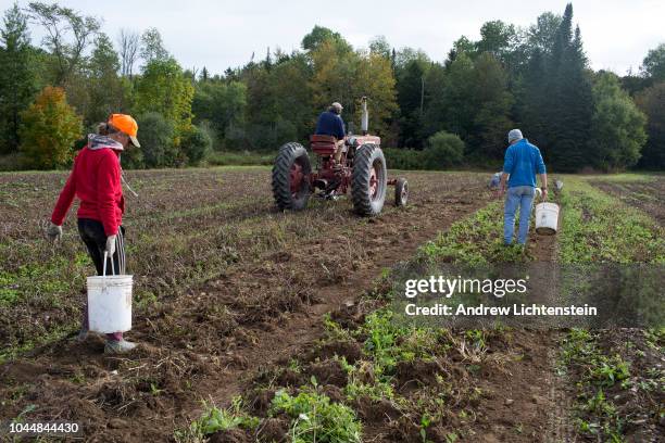 Family run organic farm brings in the potato harvest on September 20, 2018 in rural Aroostook County in northern Maine. Organic farmers use soil...