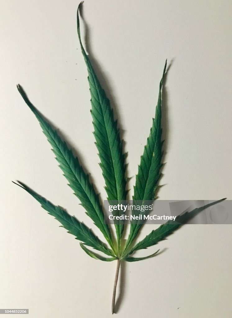 Cannabis fan leaf on white background