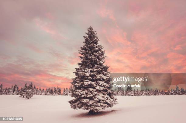 atardecer de invierno  - árbol de hoja perenne fotografías e imágenes de stock