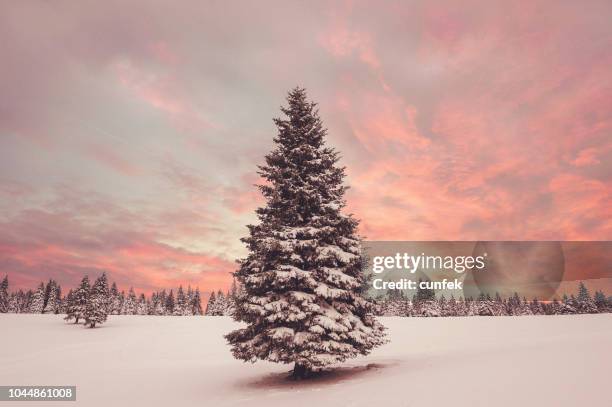 winter sunset - árvore de folhas perenes imagens e fotografias de stock