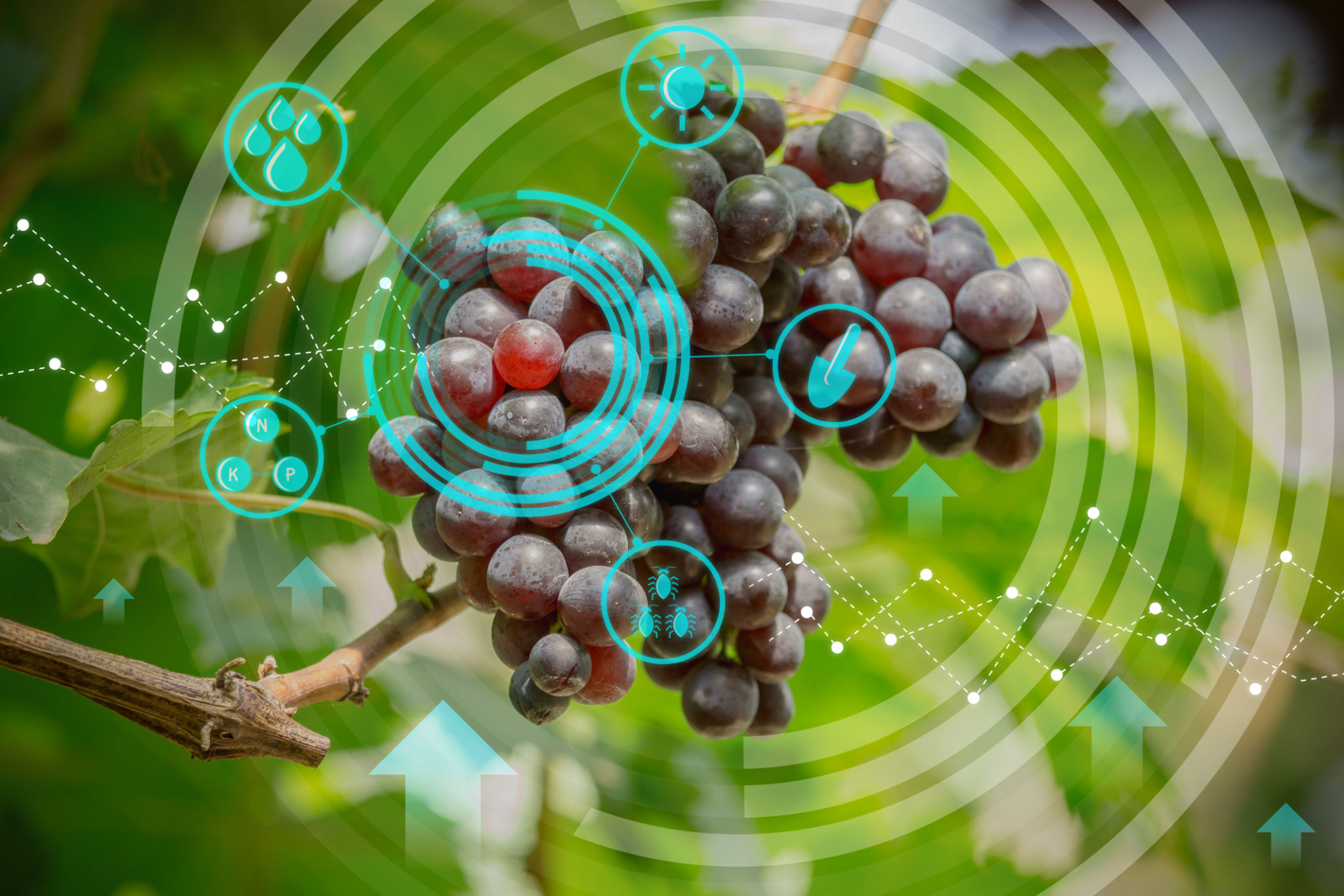 vineyard technology