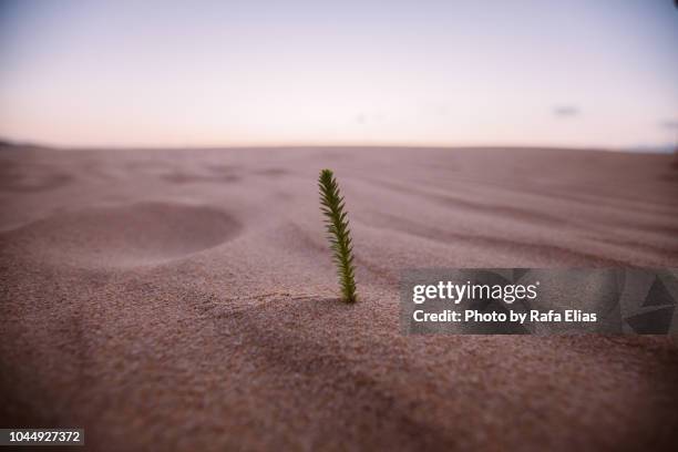 grass wisp on the sand - dried plant stock-fotos und bilder