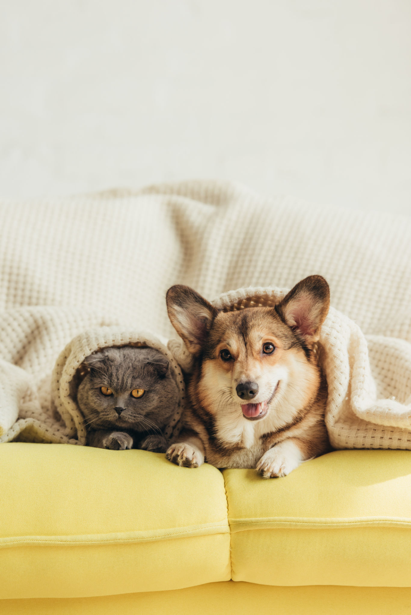 cozy pet indoors