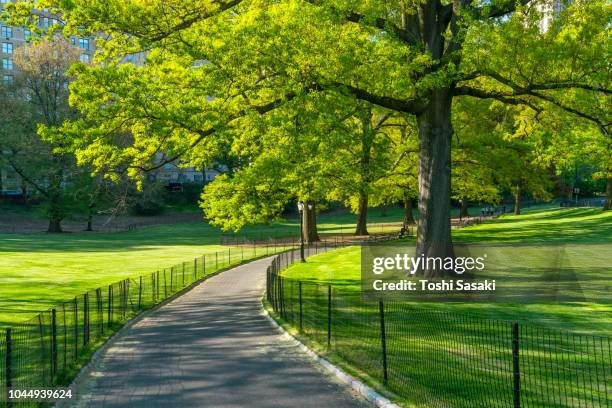 the footpath among the lawns, which is surrounded by fresh green trees and illuminated by sunlight at central park new york usa on may 09 2018. - central park manhattan - fotografias e filmes do acervo
