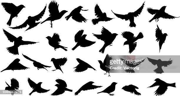 ilustraciones, imágenes clip art, dibujos animados e iconos de stock de gorrión de silhouette - flyby