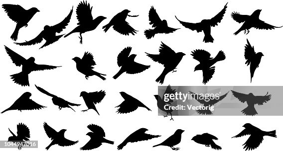 85 985点の鳥イラスト素材 Getty Images