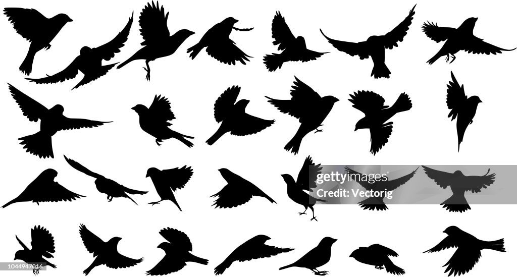 Sparrow Silhouette