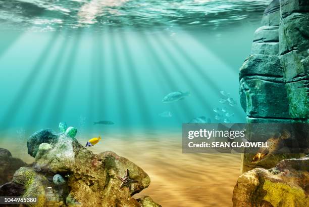 Sea Life Under The Ocean, Photo
