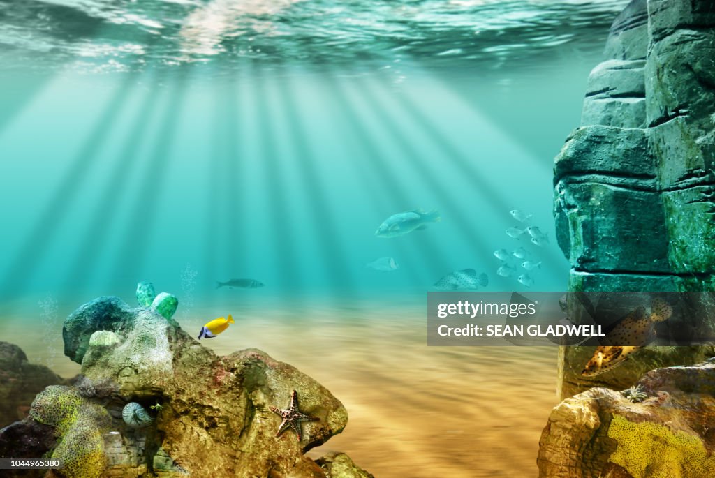 Sea life under the ocean