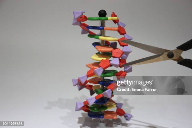 dna strand being cut by scissors - crispr stock-fotos und bilder