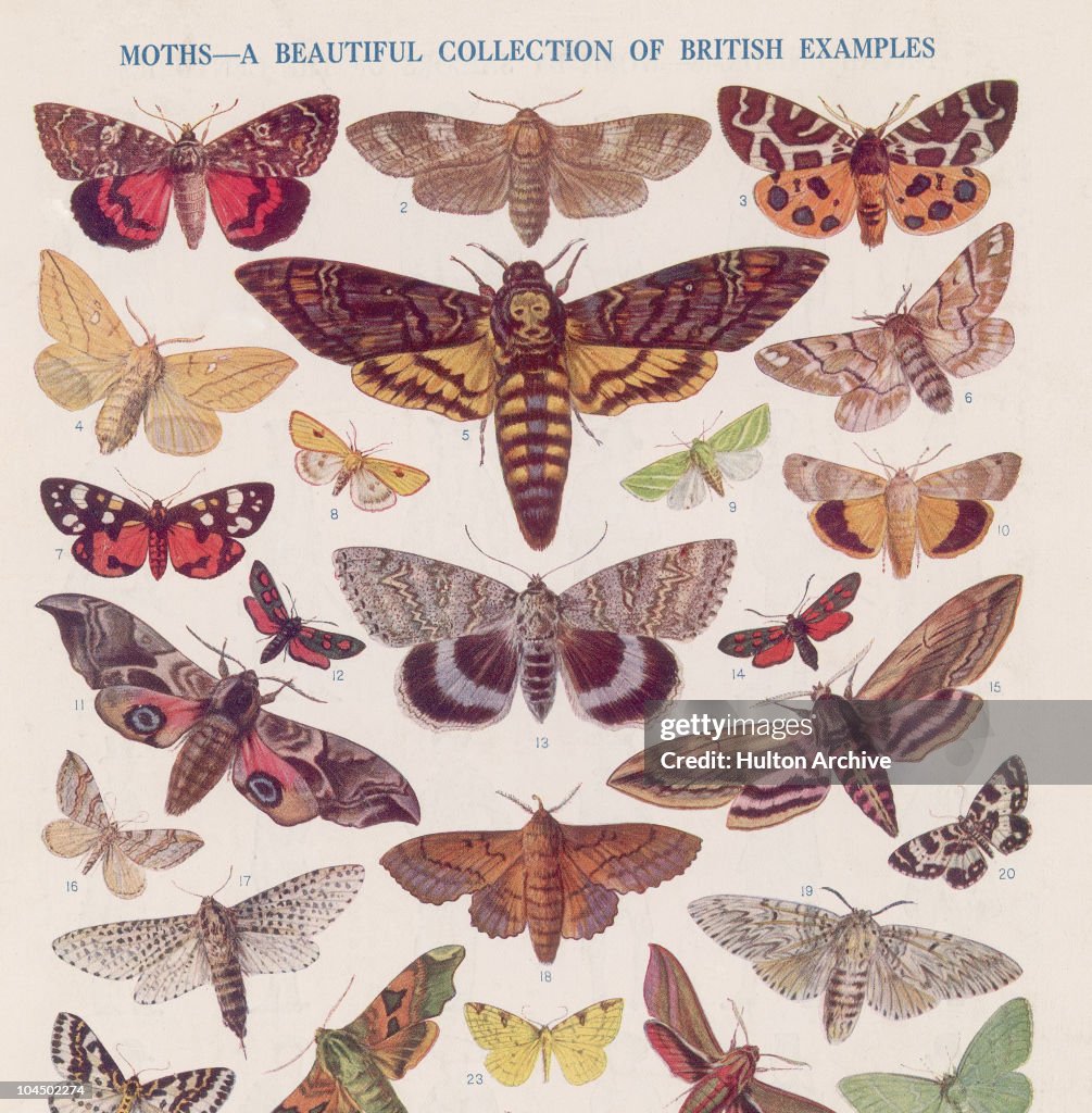A Beautiful Collection