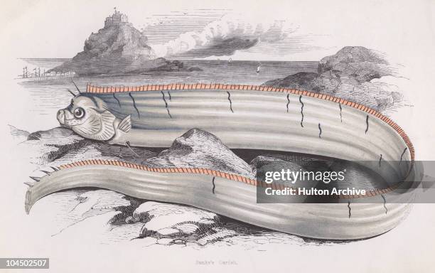 Bank's Oarfish, circa 1850.
