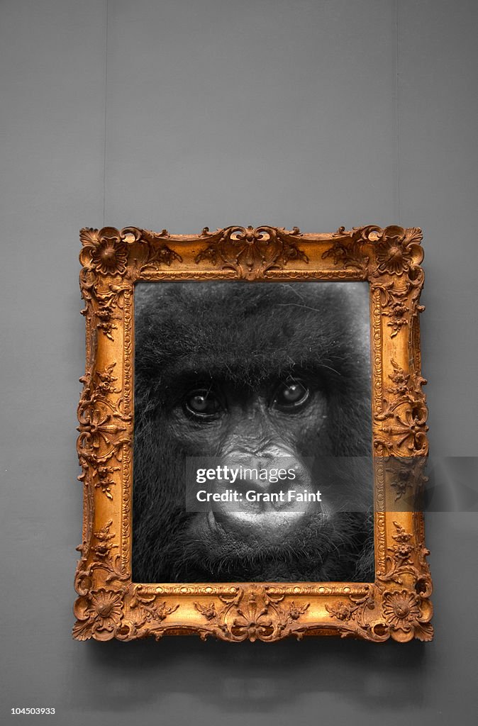 Photograph of gorilla framed