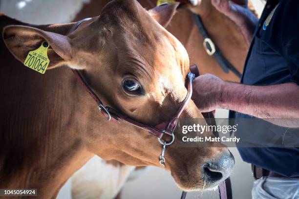 Cows are prepared to be judged at the Bath and West Diary Show, the UK's largest diary show, at the Royal Bath and West Showground on October 3, 2018...