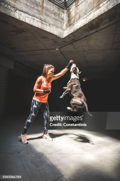女拳擊手和可愛的狗坑公牛梗 - 訓練犬 個照片及圖片檔