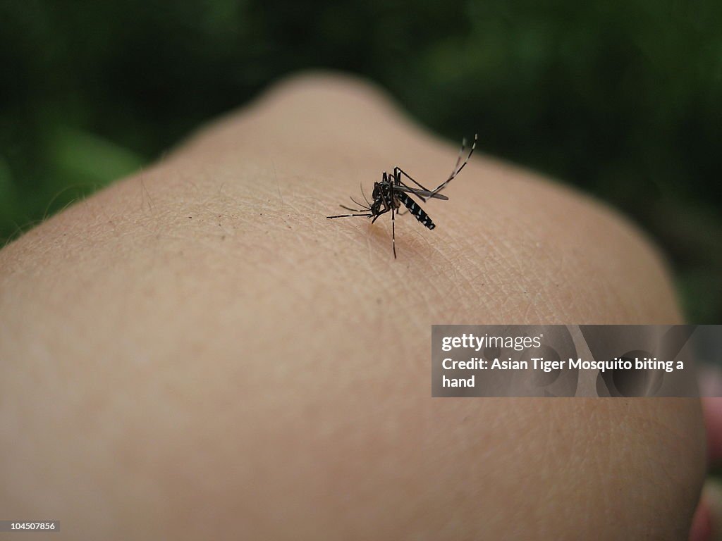 Asian Tiger Mosquito