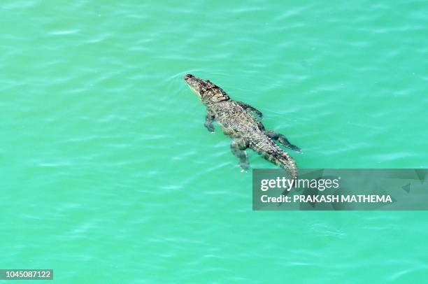 Babai R Babai River Photos and Premium High Res Pictures - Getty Images