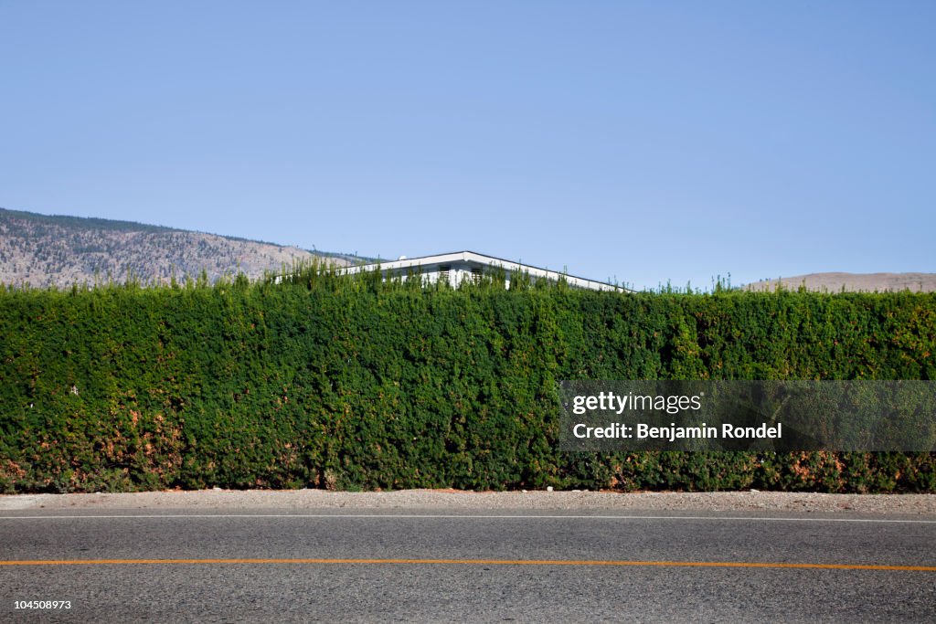 Behind the hedge
