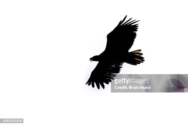 eagle silhouette - eagles scotland stock pictures, royalty-free photos & images