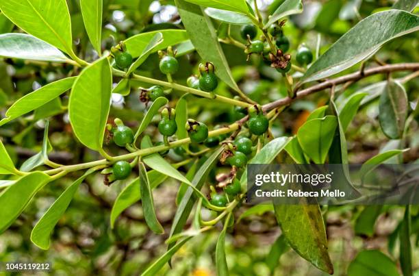 unripe guavas on tree - guayaba fotografías e imágenes de stock