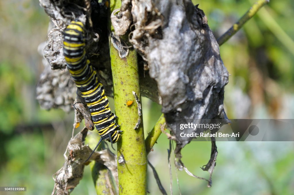 Monarch Butterfly Caterpillar and Aphid