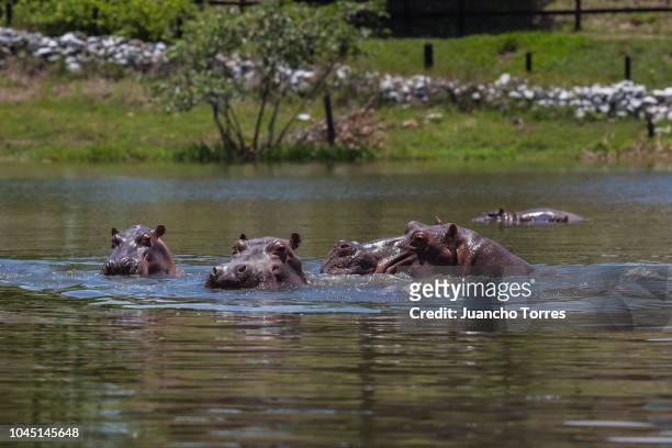 Hippopotamus swim in one of the lakes near by Hacienda Napoles on September 24, 2018 in Doradal, Colombia. Cartel leader Pablo Escobar owned Hacienda...