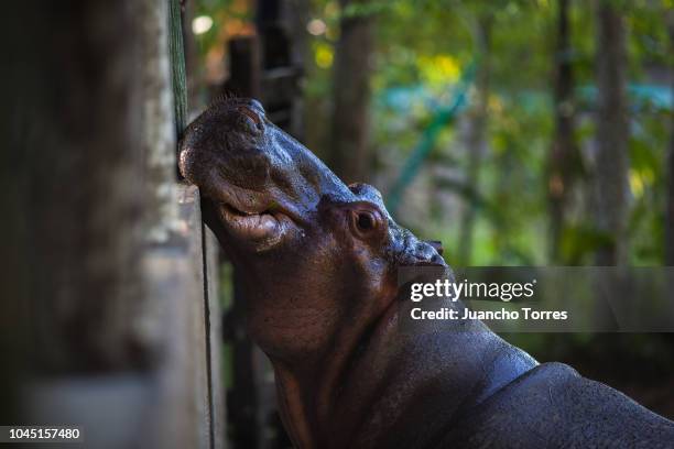 Vanessa, the only female hippopotamus at The Hacienda Napoles on September 24, 2018 in Doradal, Colombia. Cartel leader Pablo Escobar owned Hacienda...
