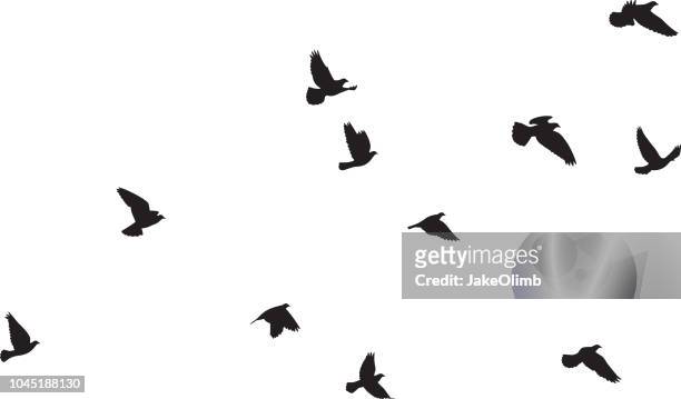 tauben fliegen silhouetten 3 - vogelschwarm stock-grafiken, -clipart, -cartoons und -symbole