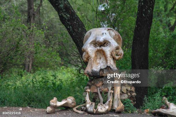 126 Elephant Graveyard Stock Photos, High-Res Pictures, and Images