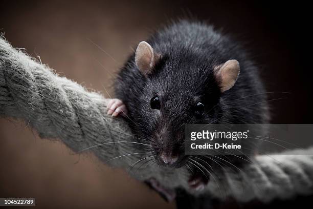 rat - domestic animals stock pictures, royalty-free photos & images