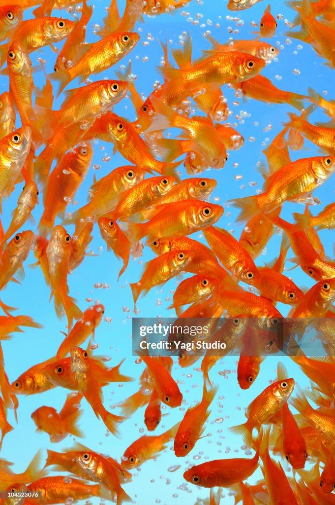 Many Gold Fish Many Goldfish Which Are In Water High-Res Stock Photo - Getty Images