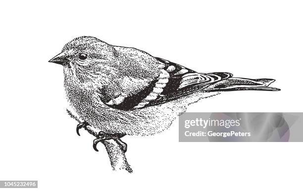 mezzotint illustration of an american goldfinch perching - finch stock illustrations